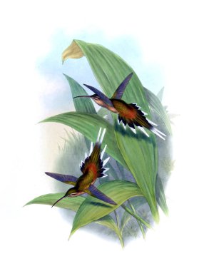 Sinek kuşu Illustration. Eski resim