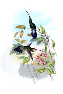 Sinek kuşu Illustration. Eski resim