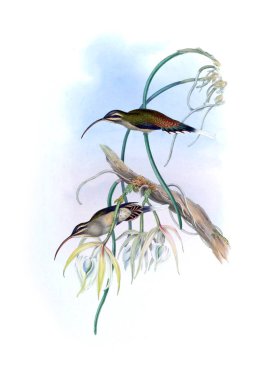 Sinek kuşu Illustration. Eski resim