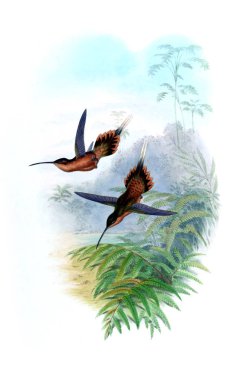 Sinek kuşu Illustration. Eski resim