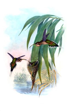 Sinek kuşu Illustration. Eski resim