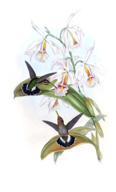 Sinek kuşu Illustration. Eski resim