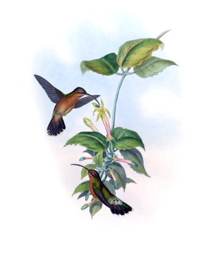 Sinek kuşu Illustration. Eski resim