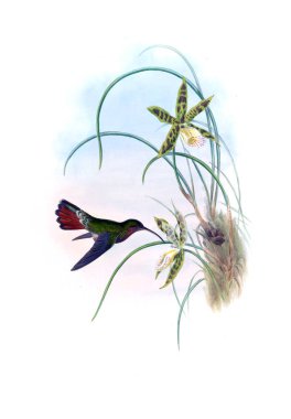 Sinek kuşu Illustration. Eski resim