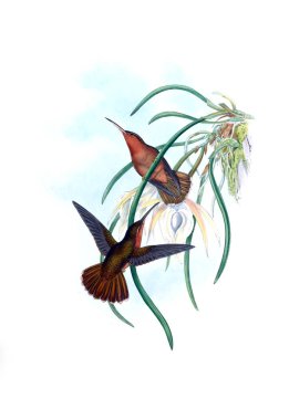 Sinek kuşu Illustration. Eski resim