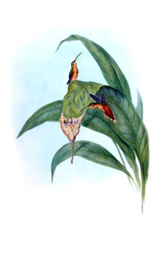 Sinek kuşu Illustration. Eski resim