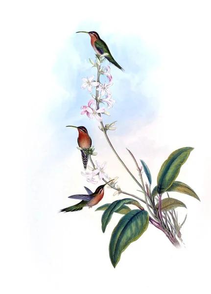 Illustrazione Colibrì Vecchia Immagine — Foto Stock