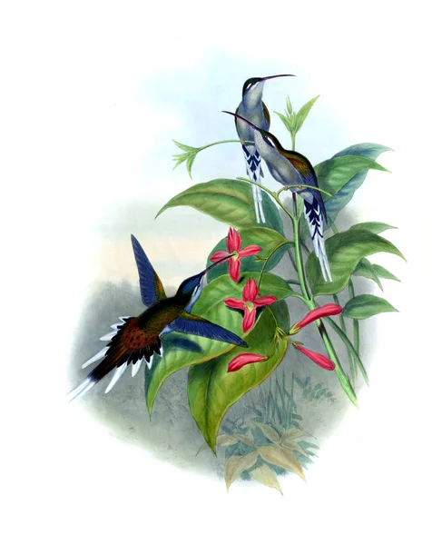 Sinek kuşu Illustration. Eski resim