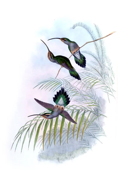 Sinek kuşu Illustration. Eski resim