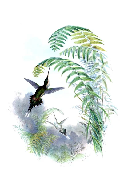 Illustrazione Colibrì Vecchia Immagine — Foto Stock