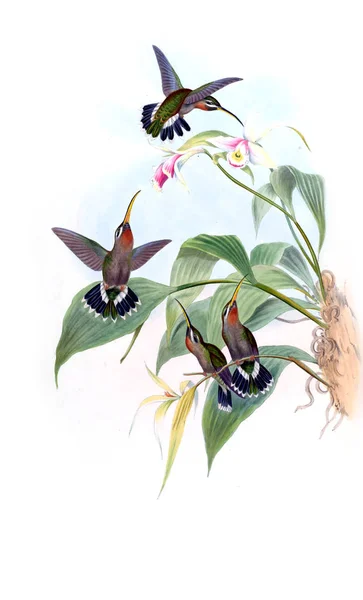 Illustration Colibri Ancienne Image — Photo