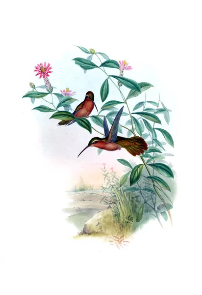 Illustration Kolibri Gamla Bilden — Stockfoto