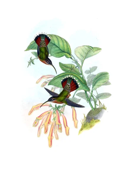 Illustrazione Colibrì Vecchia Immagine — Foto Stock