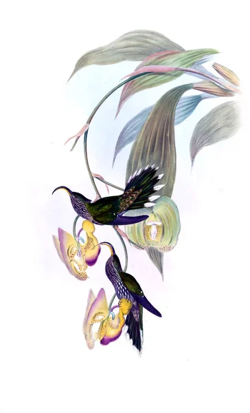 Ilustrația Unei Păsări Colibri Imagine Veche — Fotografie, imagine de stoc