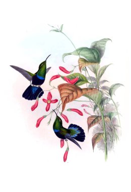 Sinek kuşu Illustration. Eski resim