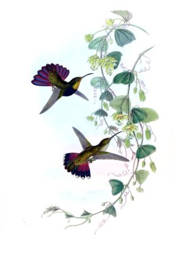 Sinek kuşu Illustration. Eski resim