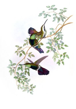 Sinek kuşu Illustration. Eski resim