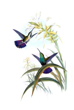 Sinek kuşu Illustration. Eski resim