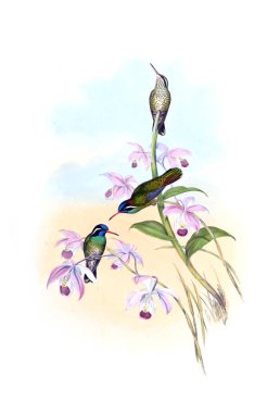 Sinek kuşu Illustration. Eski resim