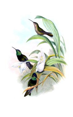 Sinek kuşu Illustration. Eski resim