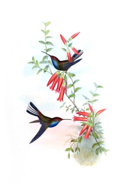 Sinek kuşu Illustration. Eski resim