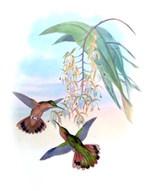 Sinek kuşu Illustration. Eski resim