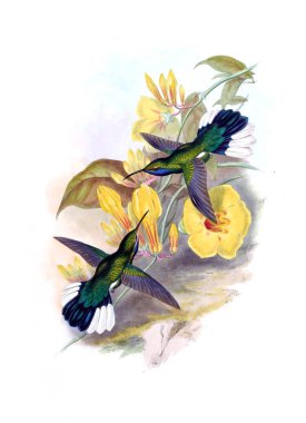 Sinek kuşu Illustration. Eski resim