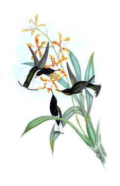 Sinek kuşu Illustration. Eski resim