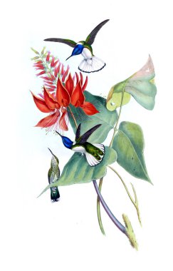 Sinek kuşu Illustration. Eski resim