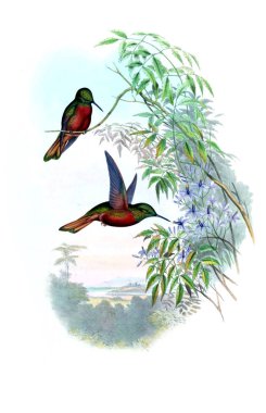 Sinek kuşu Illustration. Eski resim