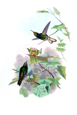 Sinek kuşu Illustration. Eski resim