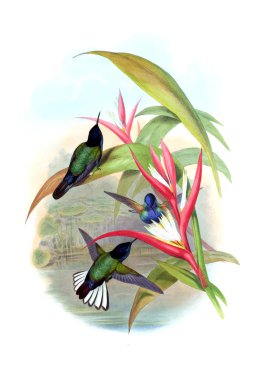 Sinek kuşu Illustration. Eski resim