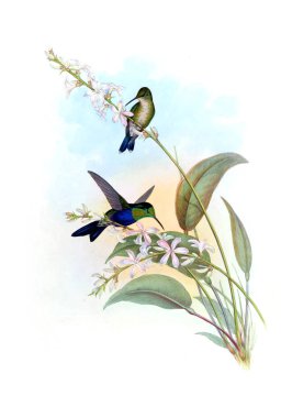 Sinek kuşu Illustration. Eski resim