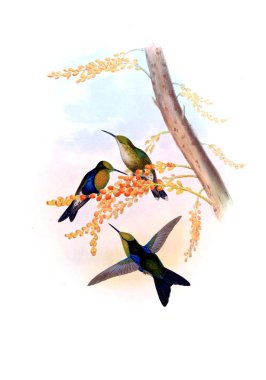 Sinek kuşu Illustration. Eski resim