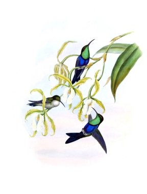 Sinek kuşu Illustration. Eski resim