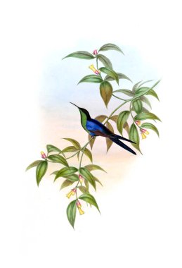 Sinek kuşu Illustration. Eski resim