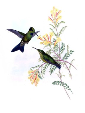 Sinek kuşu Illustration. Eski resim