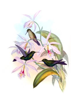 Sinek kuşu Illustration. Eski resim