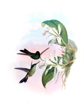 Sinek kuşu Illustration. Eski resim