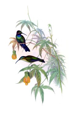 Sinek kuşu Illustration. Eski resim