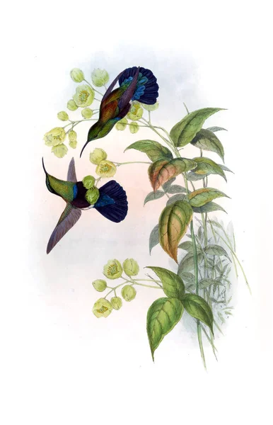 Ilustracja Koliber Stary Obraz — Zdjęcie stockowe