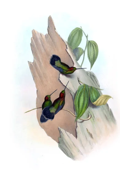 Illustrazione Colibrì Vecchia Immagine — Foto Stock