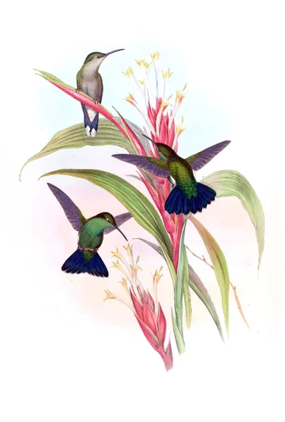 Ilustración Colibrí Imagen Antigua — Foto de Stock