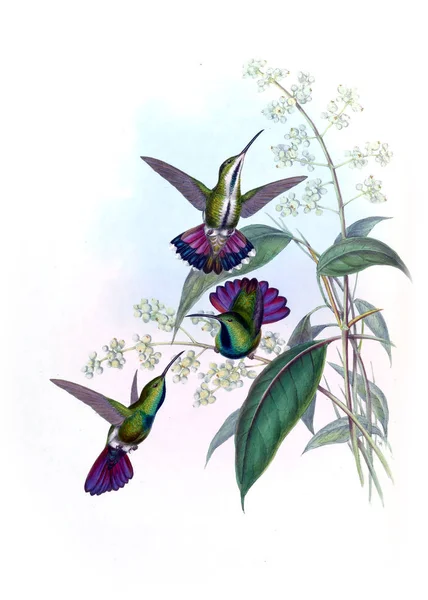 Illustrazione Colibrì Vecchia Immagine — Foto Stock