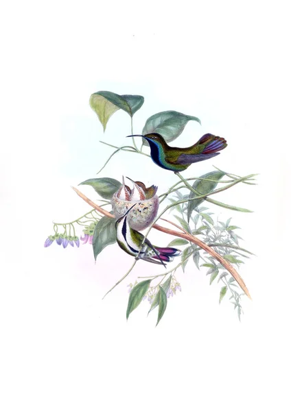 Illustrazione Colibrì Vecchia Immagine — Foto Stock