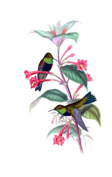 Illustrazione Colibrì Vecchia Immagine — Foto Stock