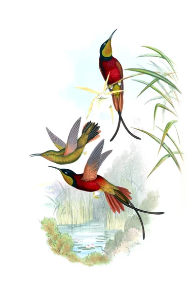 Illustrazione Colibrì Vecchia Immagine — Foto Stock