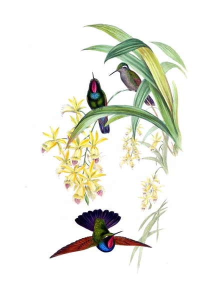 Ilustração Beija Flor Imagem Antiga — Fotografia de Stock