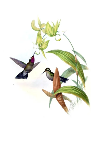 Illustrazione Colibrì Vecchia Immagine — Foto Stock