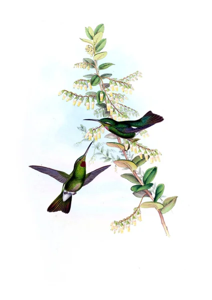 Illustrazione Colibrì Vecchia Immagine — Foto Stock